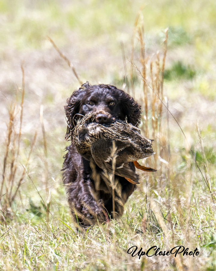 HR HunterRest Vandal of ValleyWay - Boykin Spaniel Pedigree