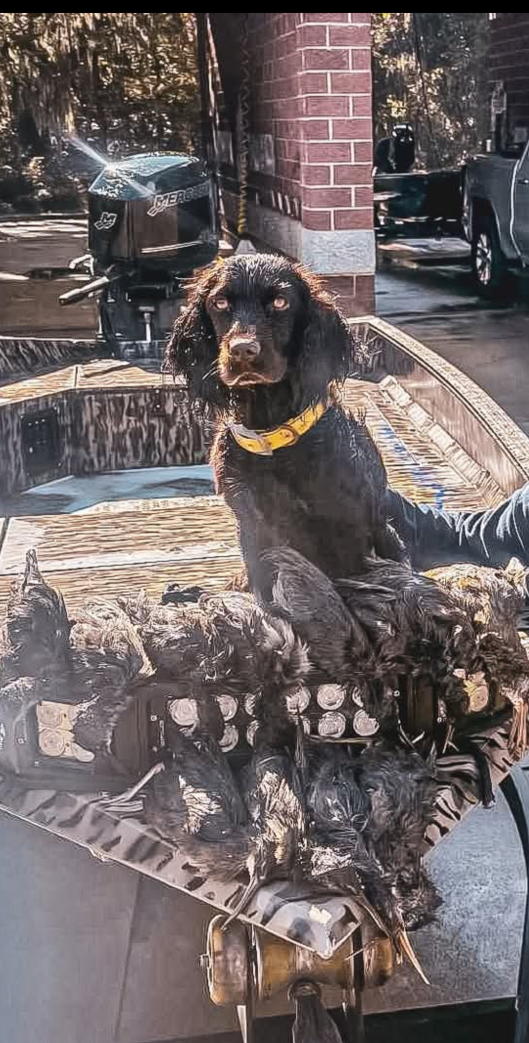 31 Pines Small Block Shelby - Boykin Spaniel Pedigree