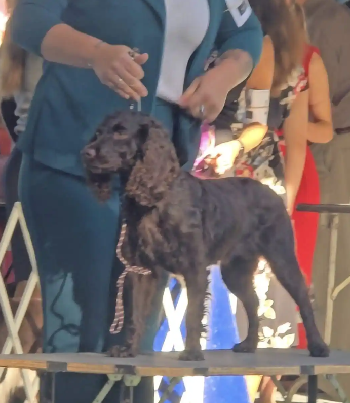 Dollys Grand Queen Weaver - Boykin Spaniel Pedigree