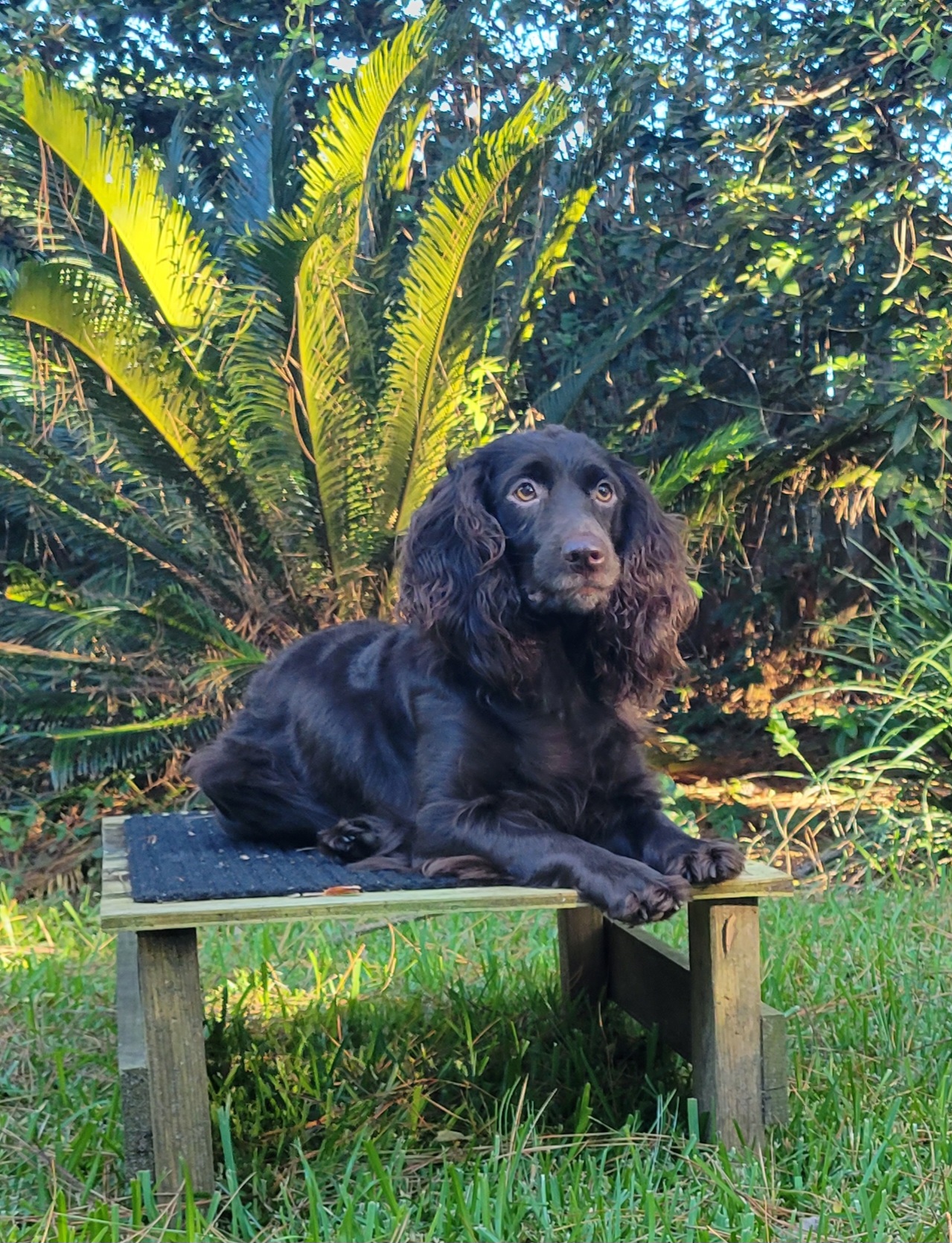 Upstate Gundogs Willow - Boykin Spaniel Pedigree