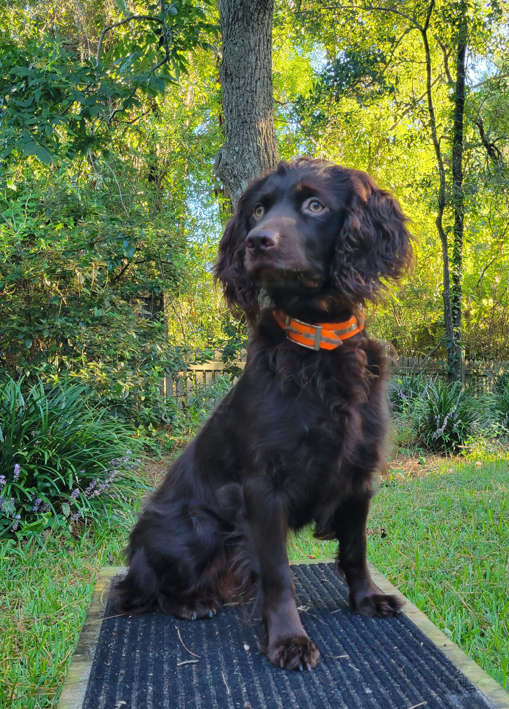 Tabbys Sweet Marley Of Wakendaw - Boykin Spaniel Pedigree