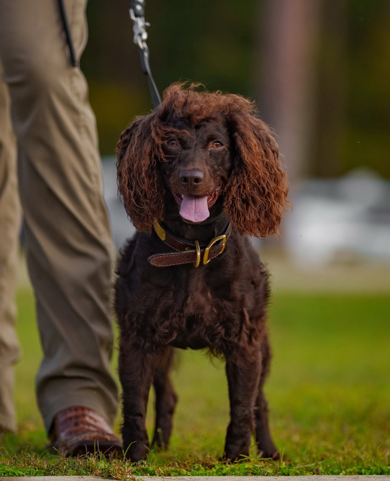 HR  Sga’s Copper Mae - Boykin Spaniel Pedigree