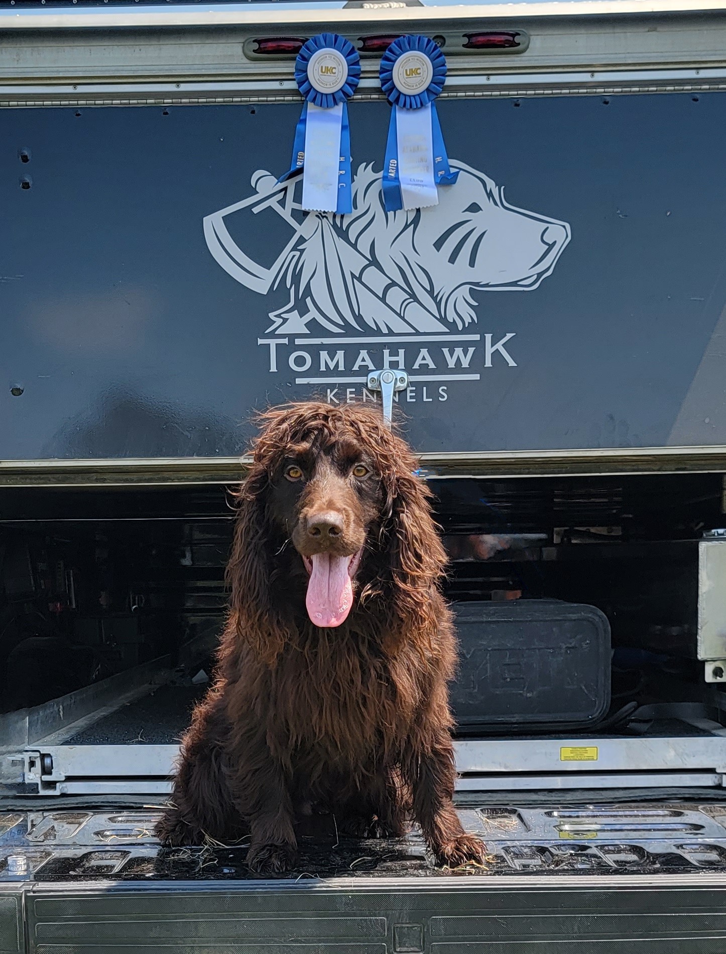 SHR Bluff's St's King George - Boykin Spaniel Pedigree