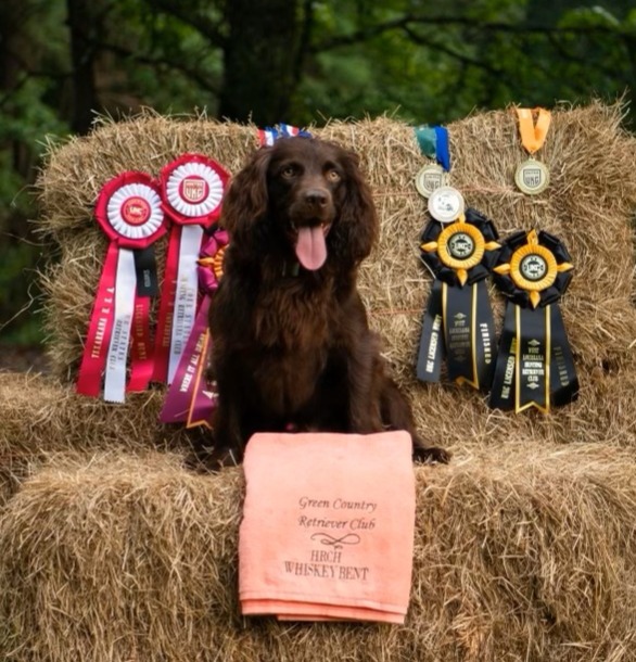 HRCH Au Chiefs Whiskey Bent - Boykin Spaniel Pedigree