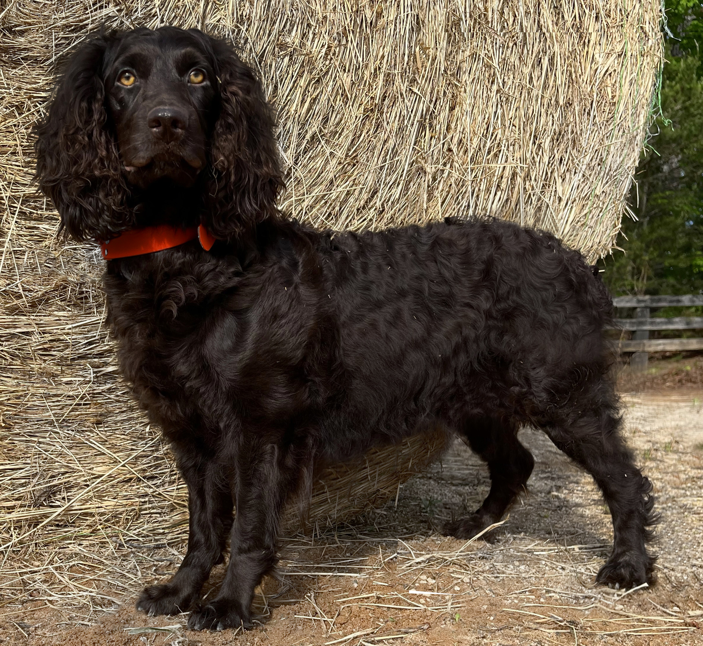 Hunters Rest May Flower Merci - Boykin Spaniel Pedigree