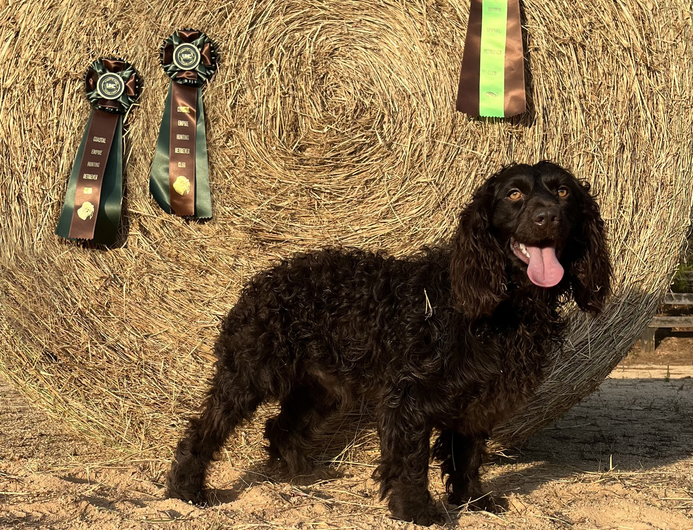 Augustus Gus Mc Crae - Boykin Spaniel Pedigree