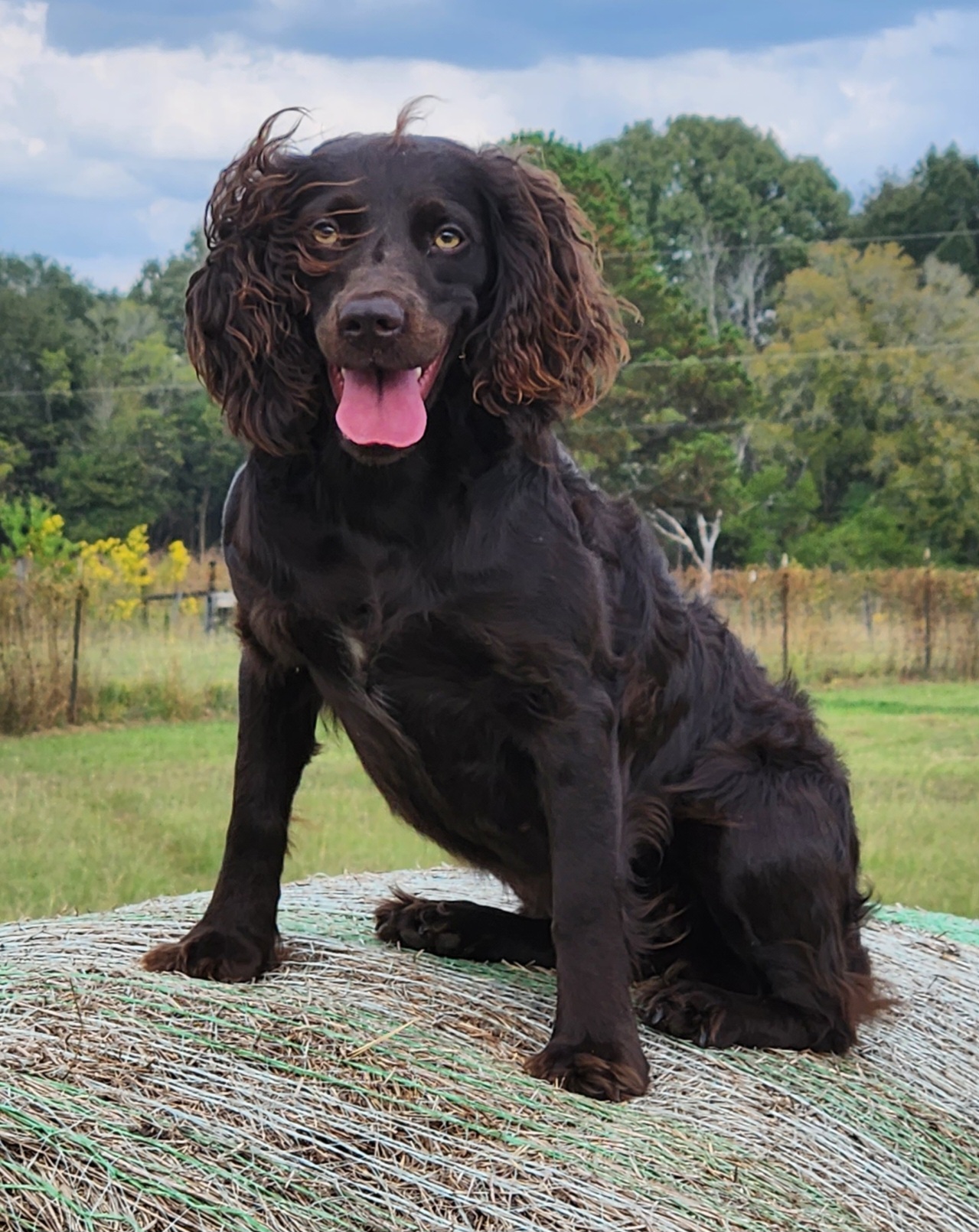 Hd Take Em Jolene - Boykin Spaniel Pedigree