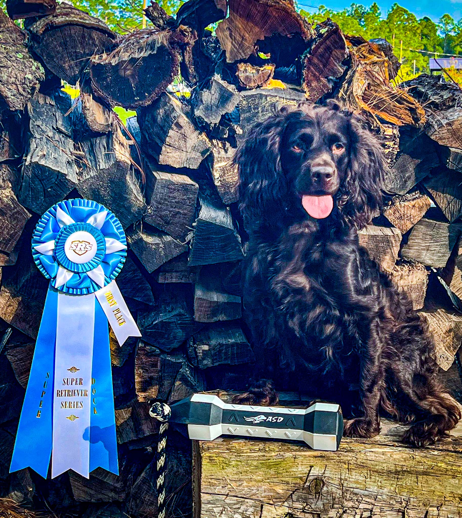 Altamaha's Bold-n-spicey DS - Boykin Spaniel Pedigree