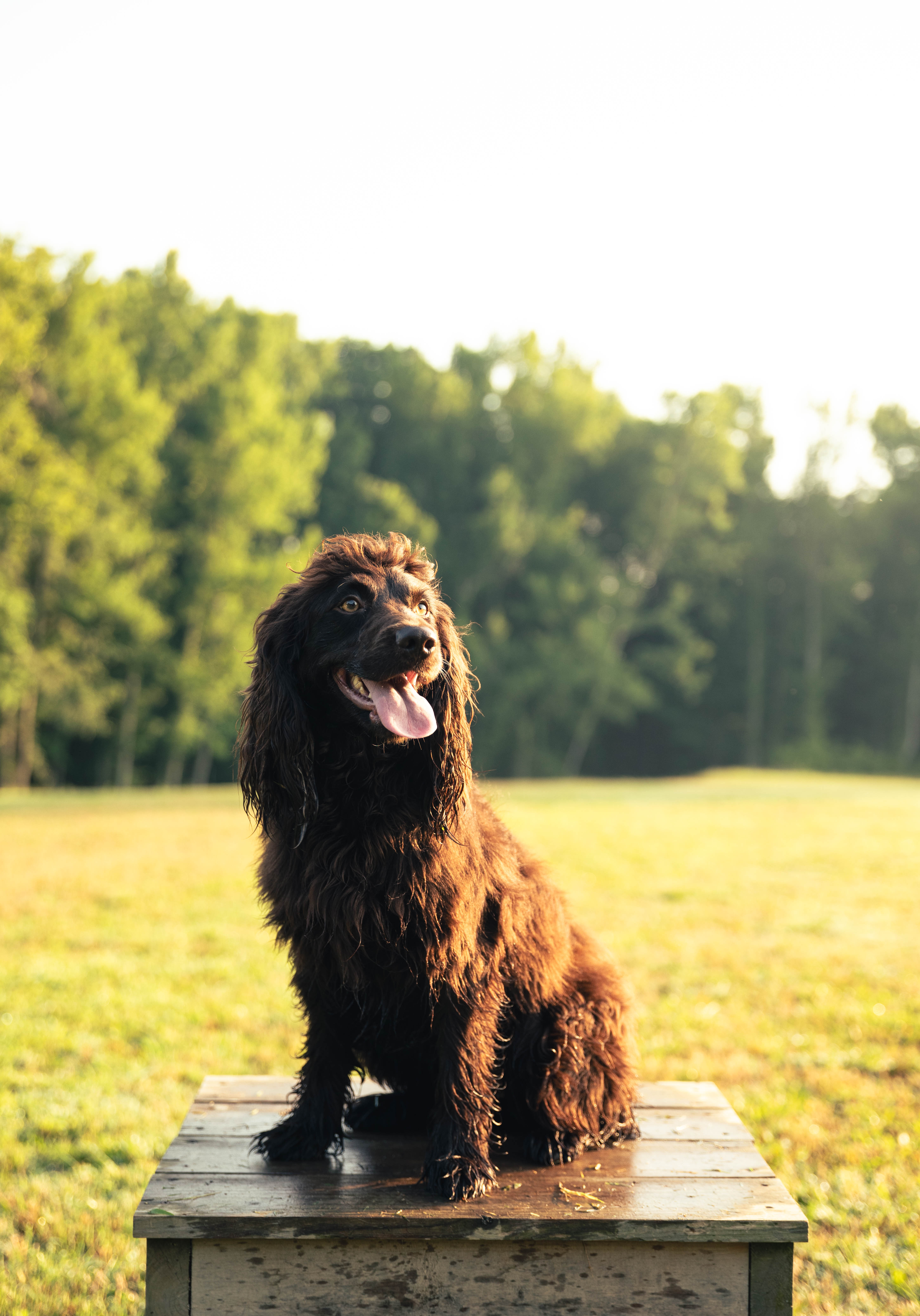SHR Bluff's Dbl Shot Of Paradise - Boykin Spaniel Pedigree