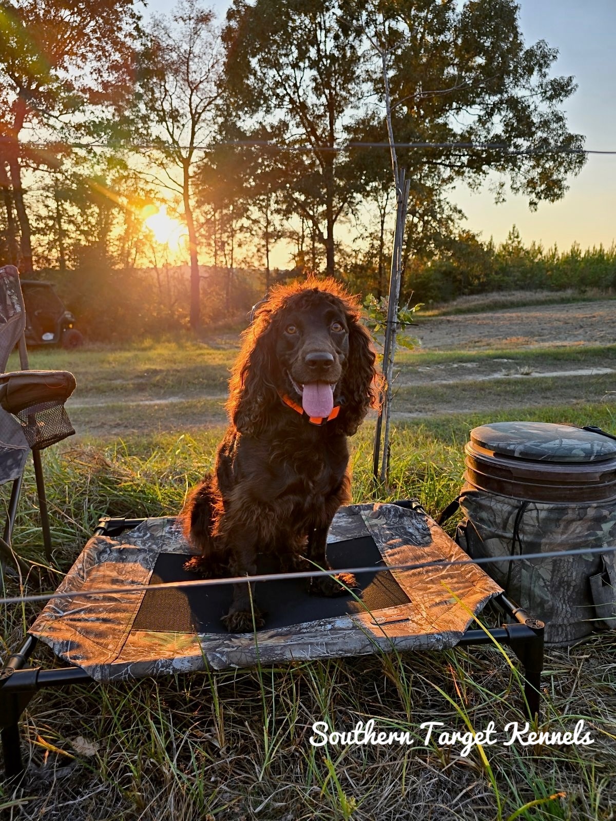ST'S DOLLY'S WORKIN 9TO5 - Boykin Spaniel Pedigree