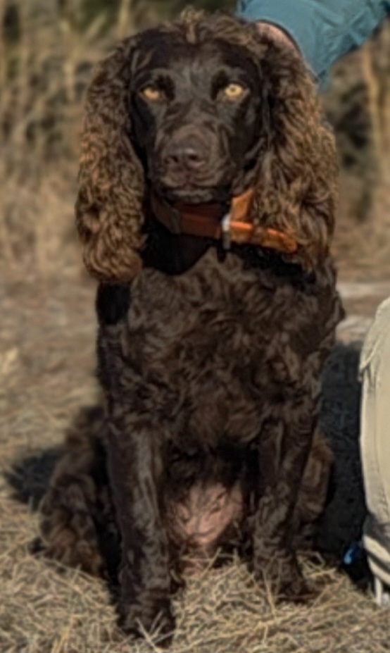 Five Springs Li'l Pistol Annie - Boykin Spaniel Pedigree