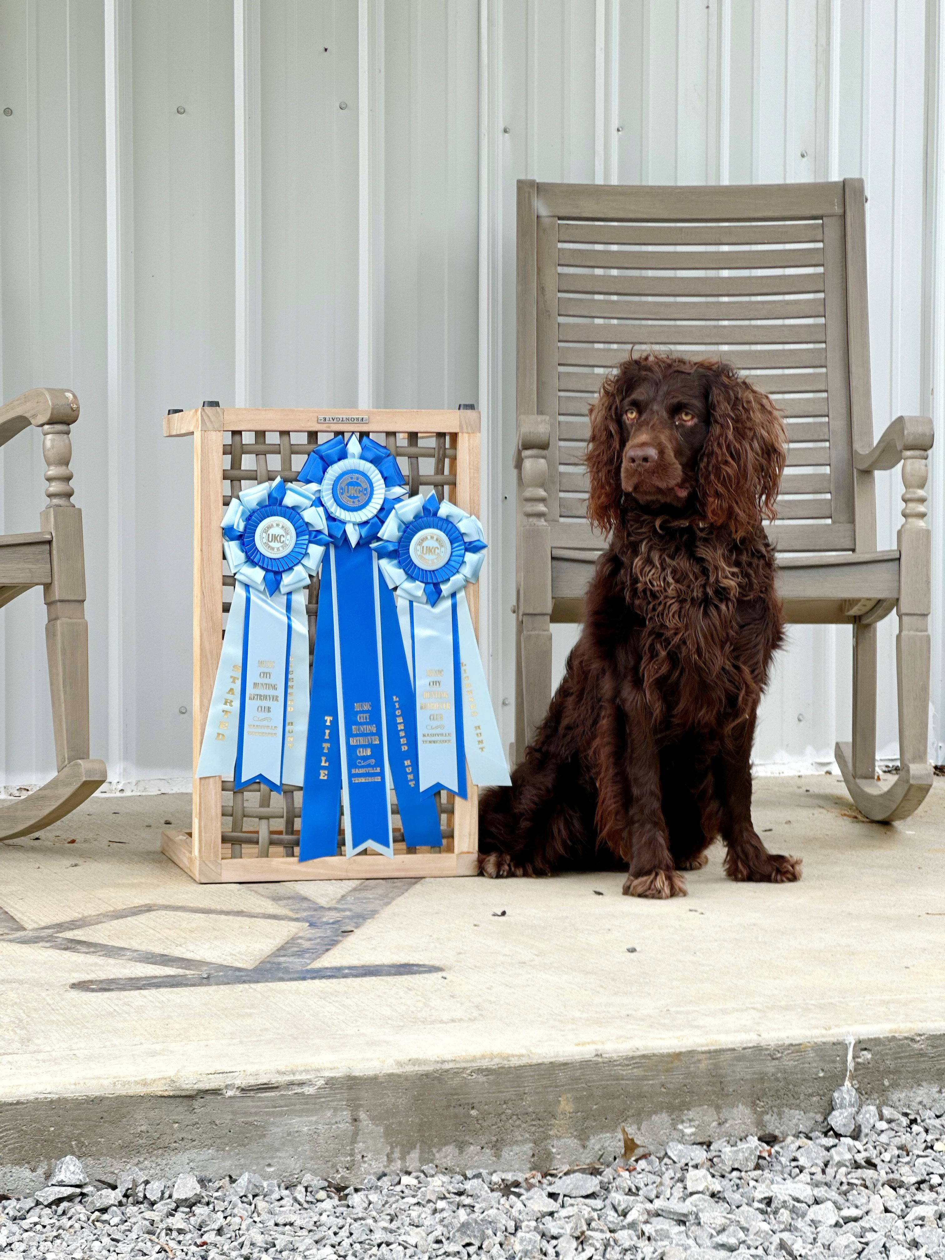 SHR Cavern Bacon's Apple Jax - Boykin Spaniel Pedigree