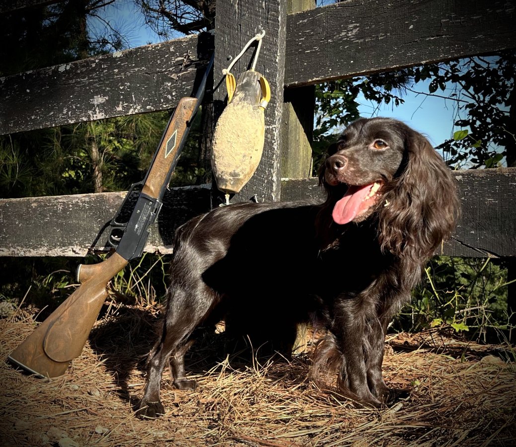  Lady Anne Bonny  - Boykin Spaniel Dam