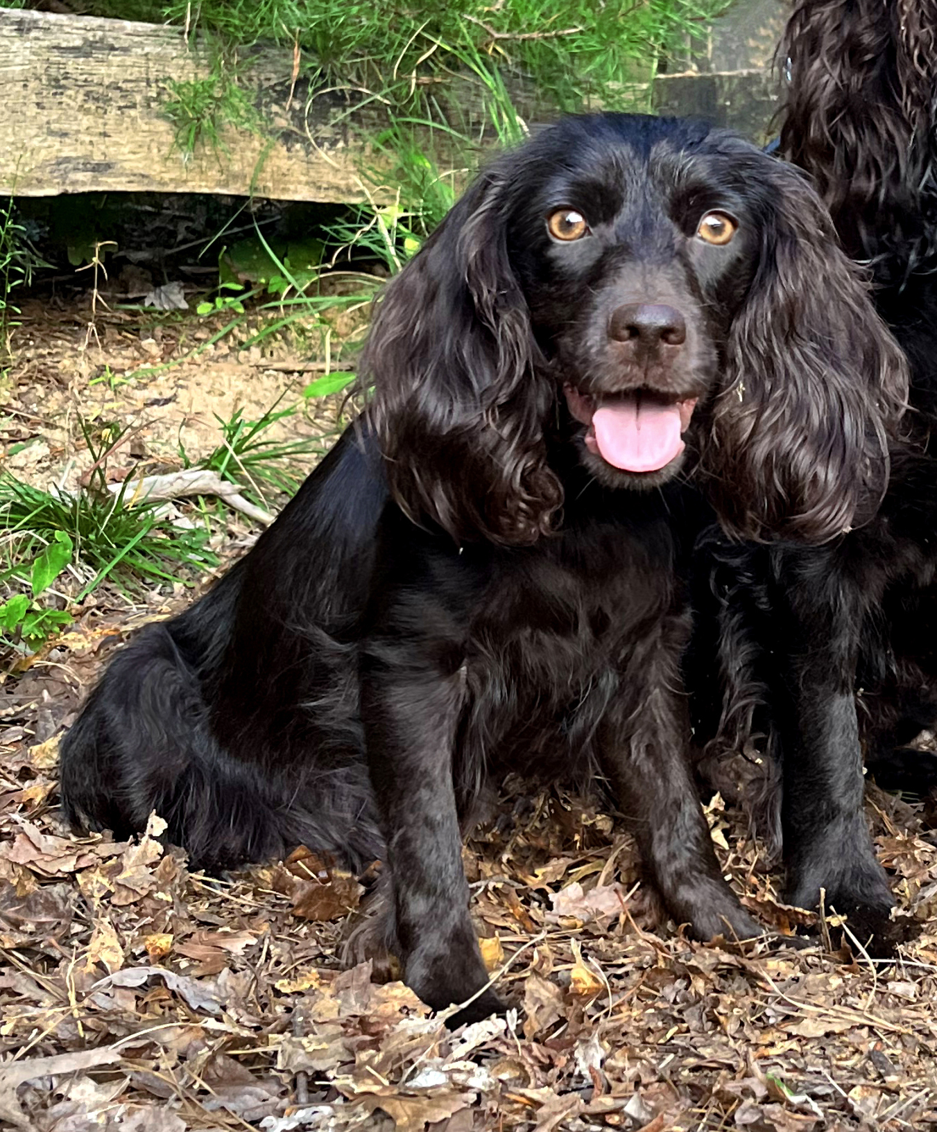 Lady Anne Bonny - Boykin Spaniel Pedigree