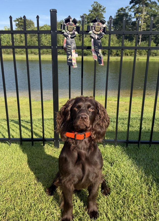 ST’s Don Gustavo Of The Delta - Boykin Spaniel Pedigree