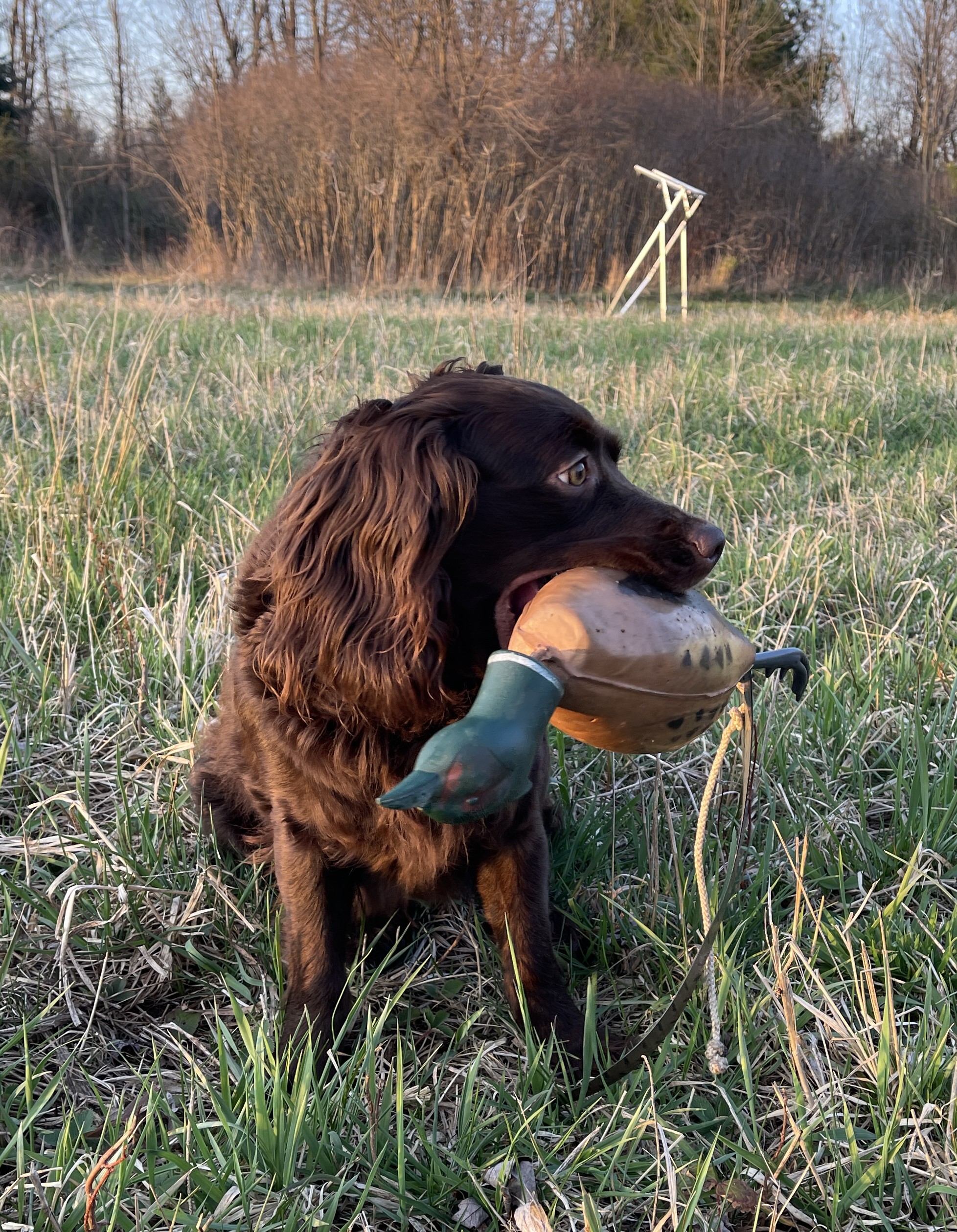  Brambleberry's Ivy Rose  - Boykin Spaniel Dam