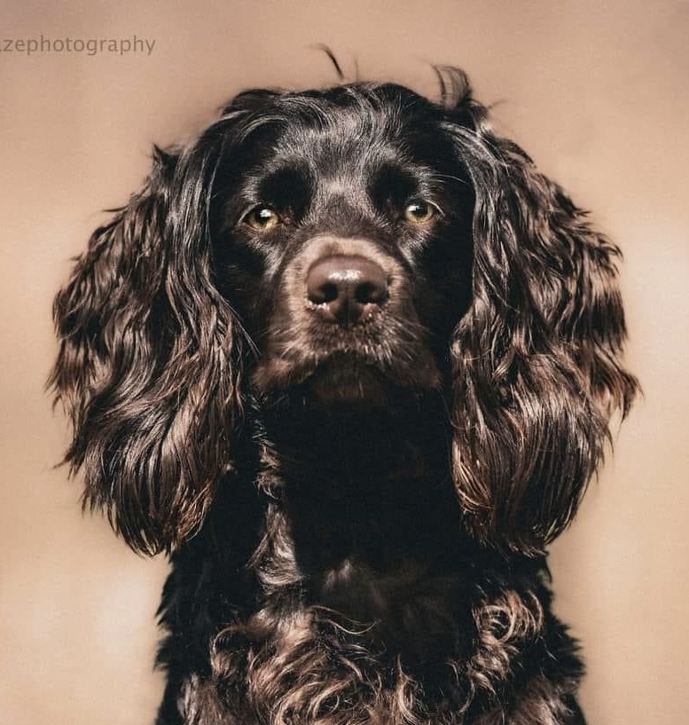 CH Hohum’s Time And Tide JH, CGC - Boykin Spaniel Dam