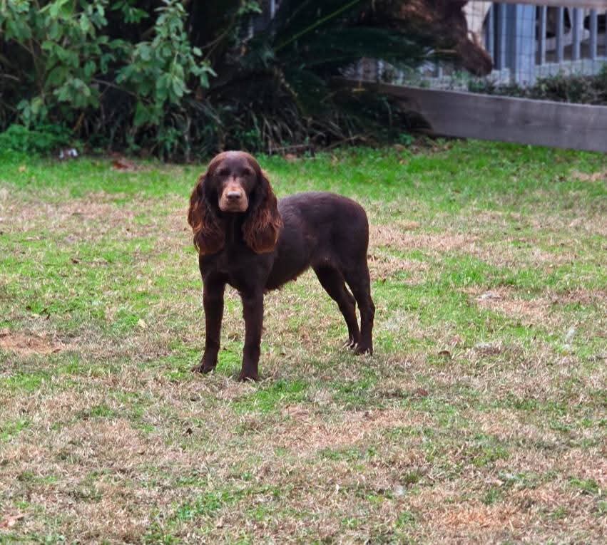 31Pines Sure Fire Kimber CGC RN - Boykin Spaniel Pedigree