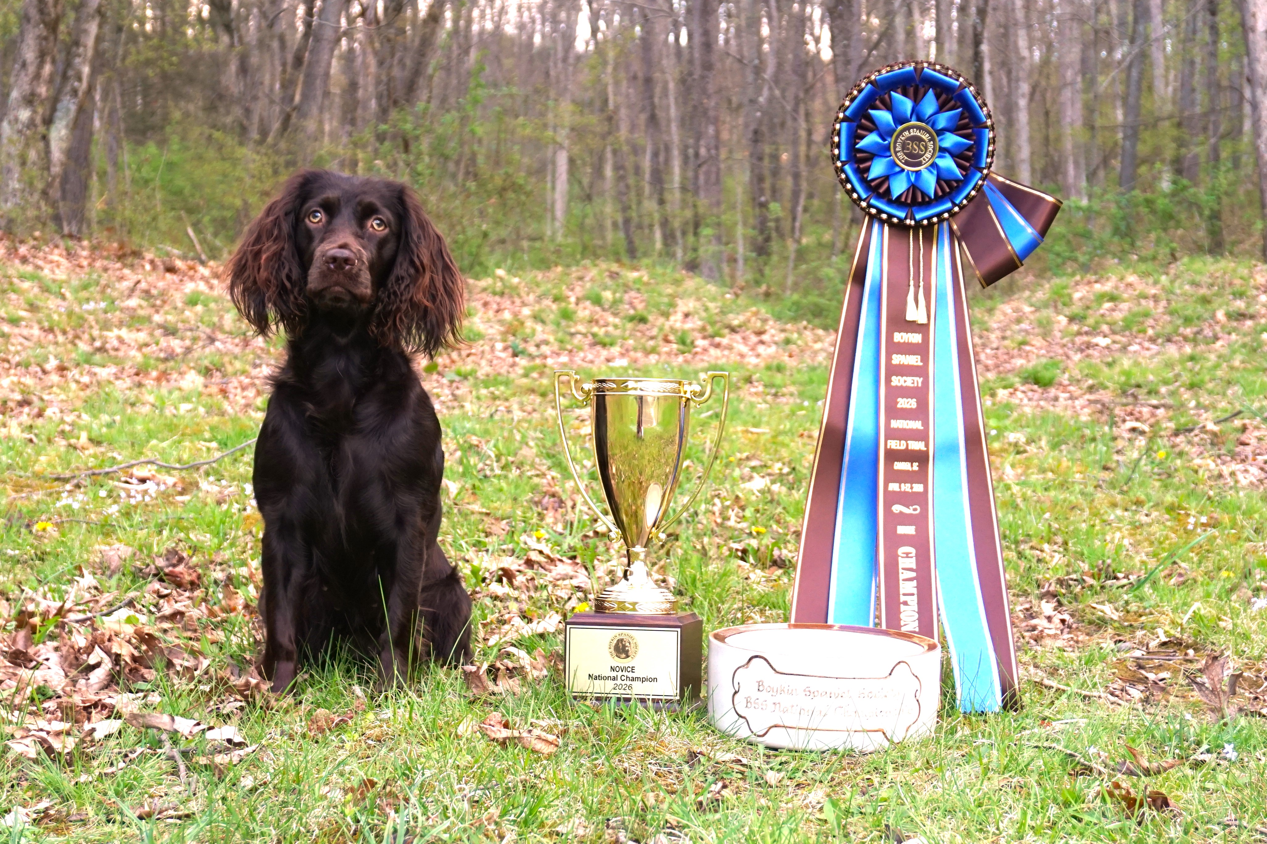 SHR OTM's Mouth Of The South NCH26 - Boykin Spaniel Pedigree