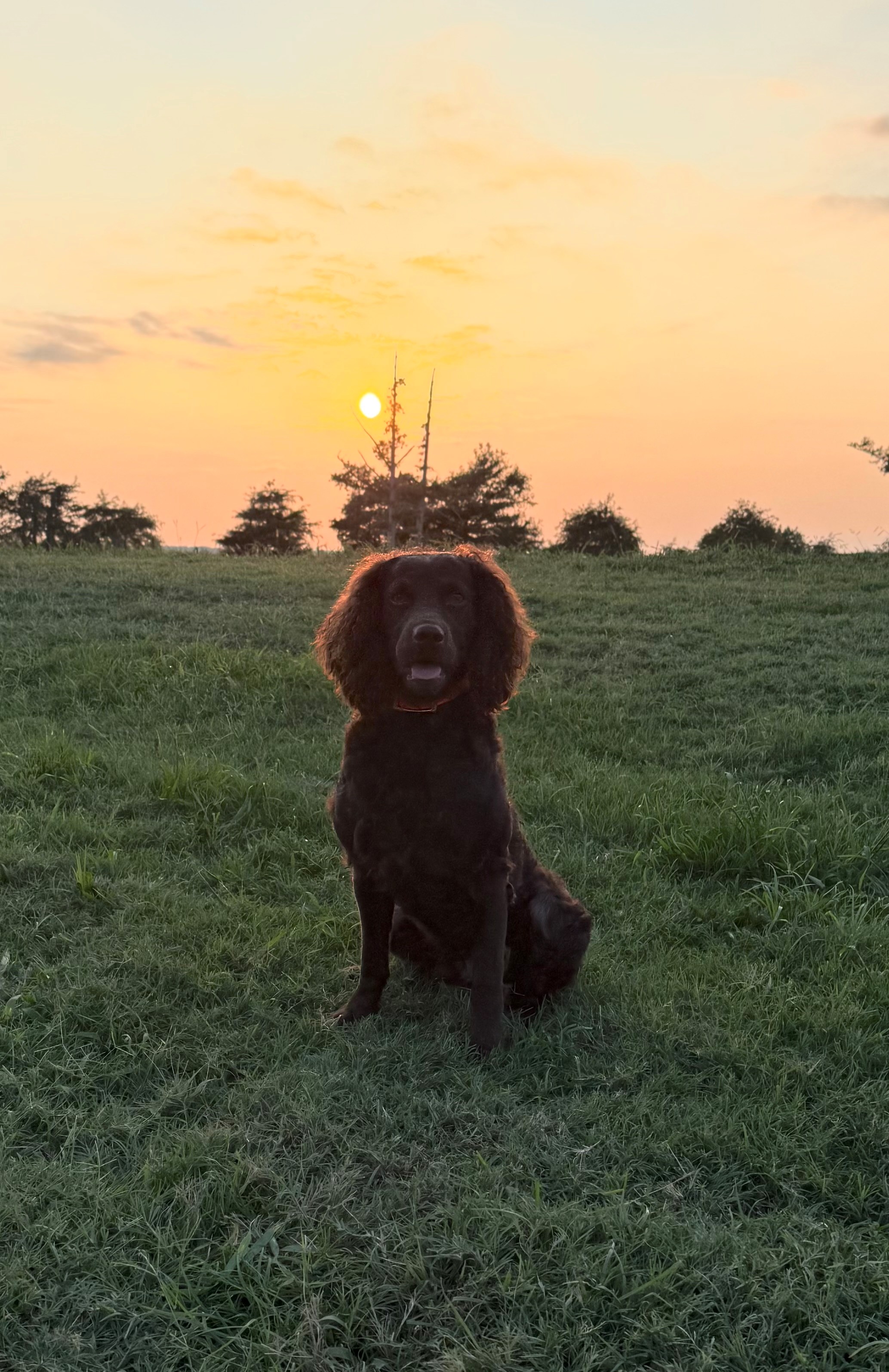 HR Rooster Roosting In The Night - Boykin Spaniel Pedigree