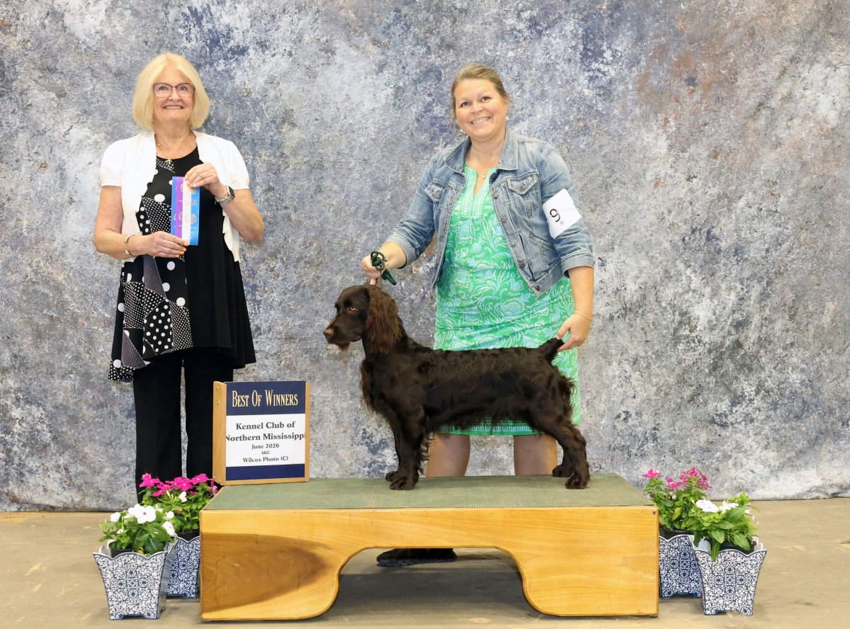 CH Amberfield's Son Of A Peach - Boykin Spaniel Pedigree