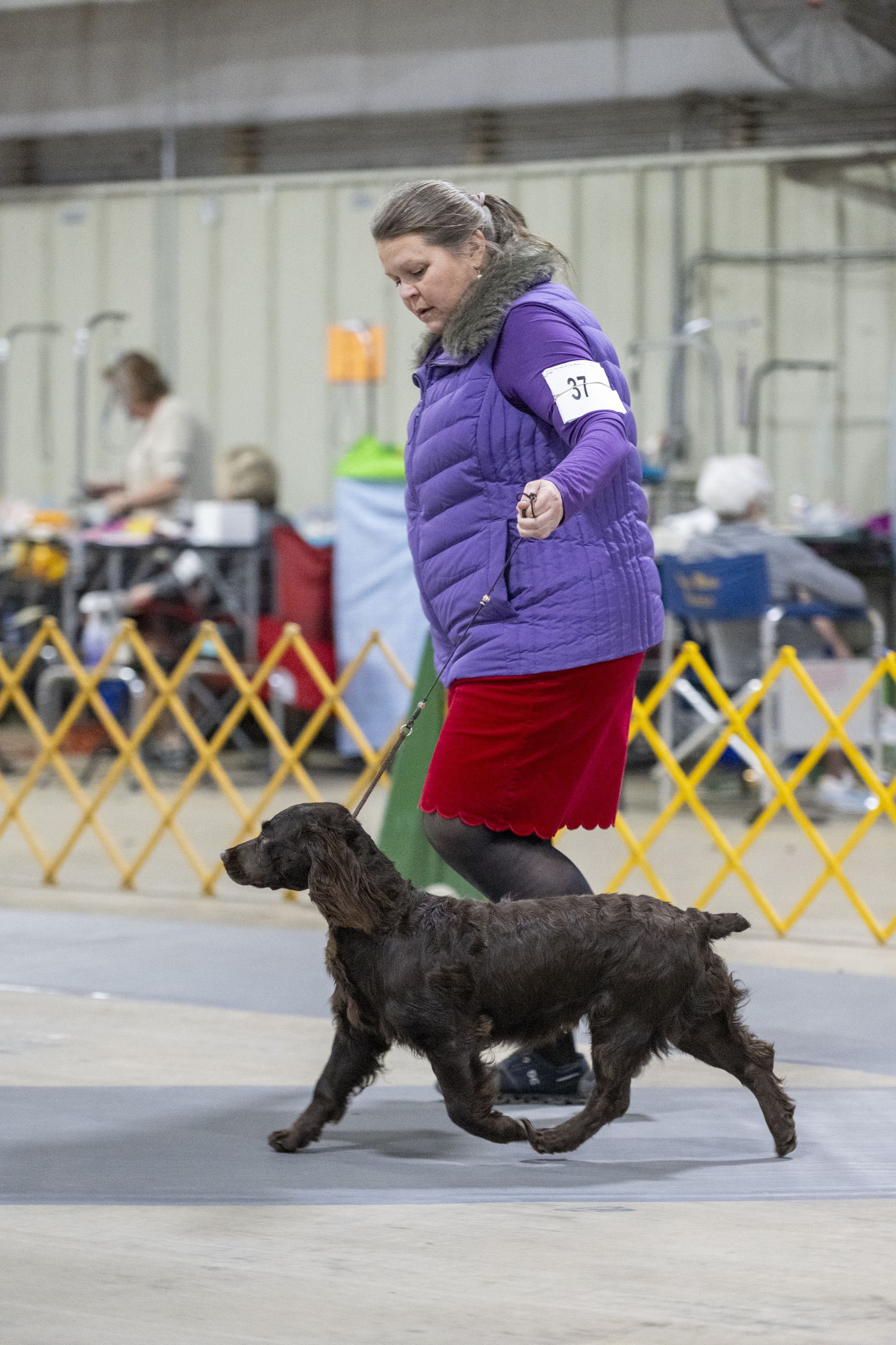 Amberfield's Tiger N The Tank CGC TKN - Boykin Spaniel Pedigree