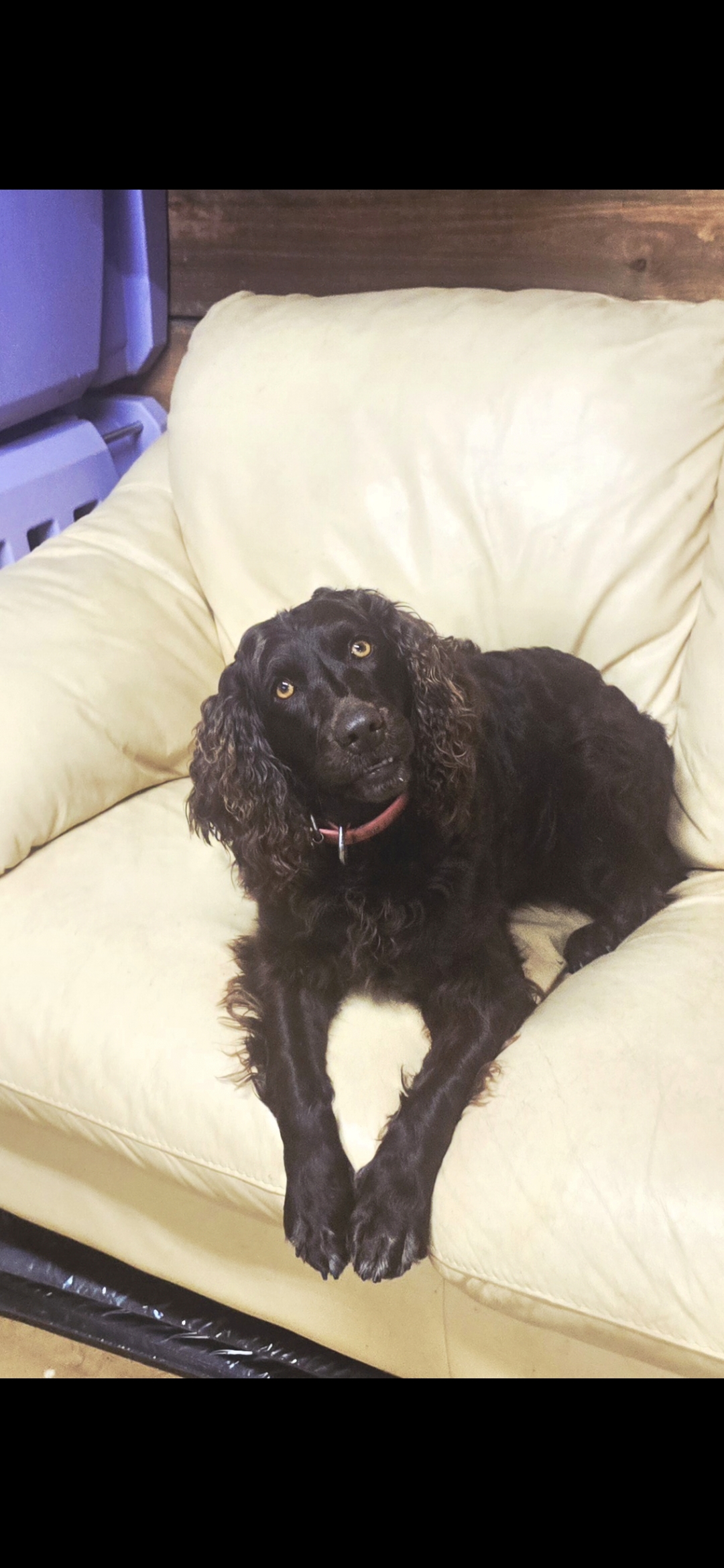31Pines Big Block Bonneville - Boykin Spaniel Pedigree