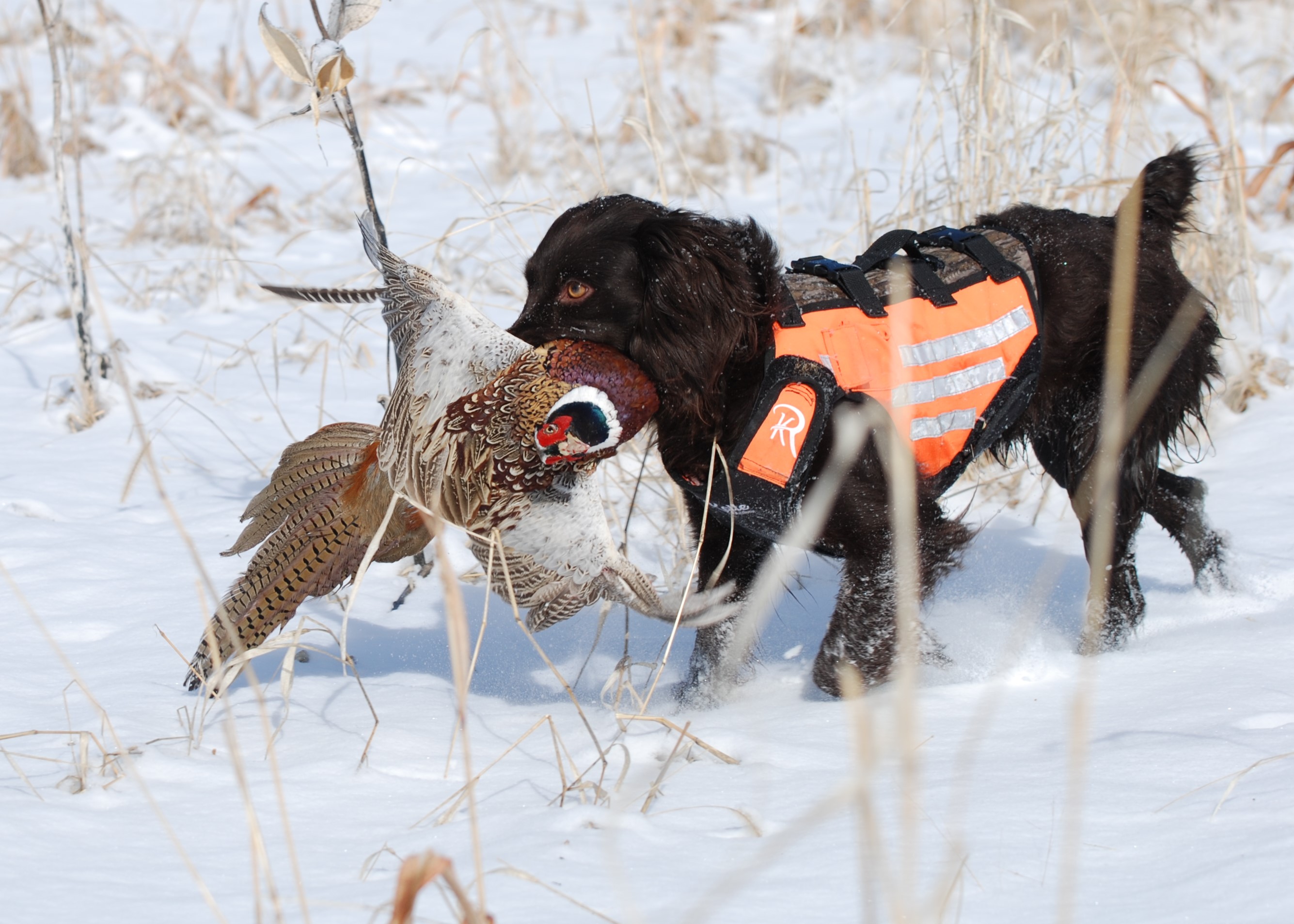 Brambleberry's Calliope Cove - Boykin Spaniel Pedigree