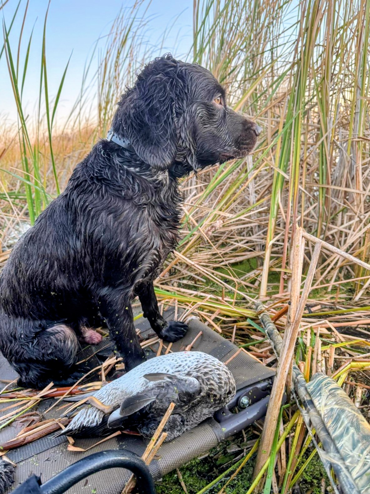 Francis O'Chief - Boykin Spaniel Pedigree