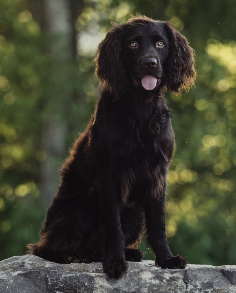 HR Valley Ways BHCs Milo ICH26 - Boykin Spaniel Pedigree