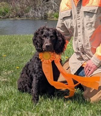  Brambleberry's Willow Spring  - Boykin Spaniel Dam