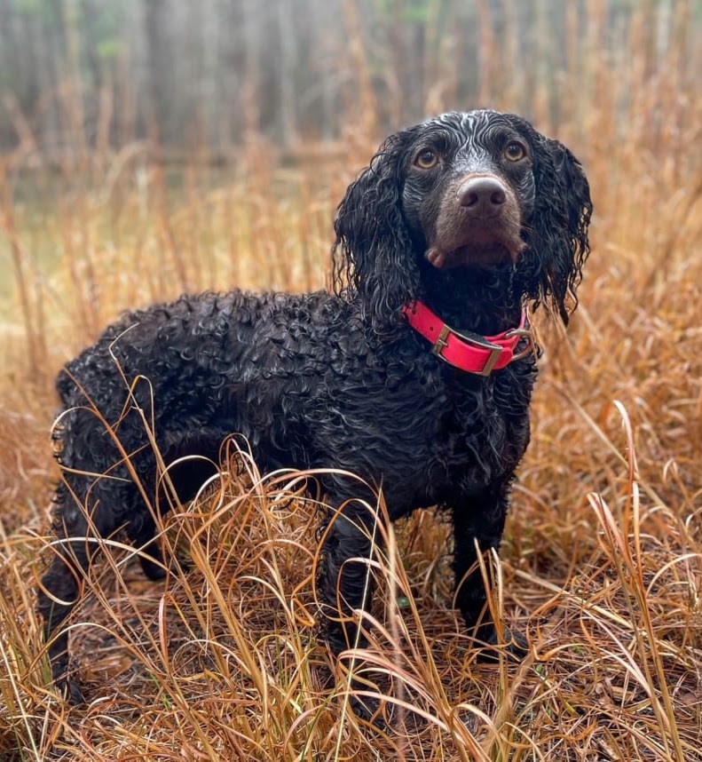 Topwater's Lucky Lady Sadie - Boykin Spaniel Pedigree