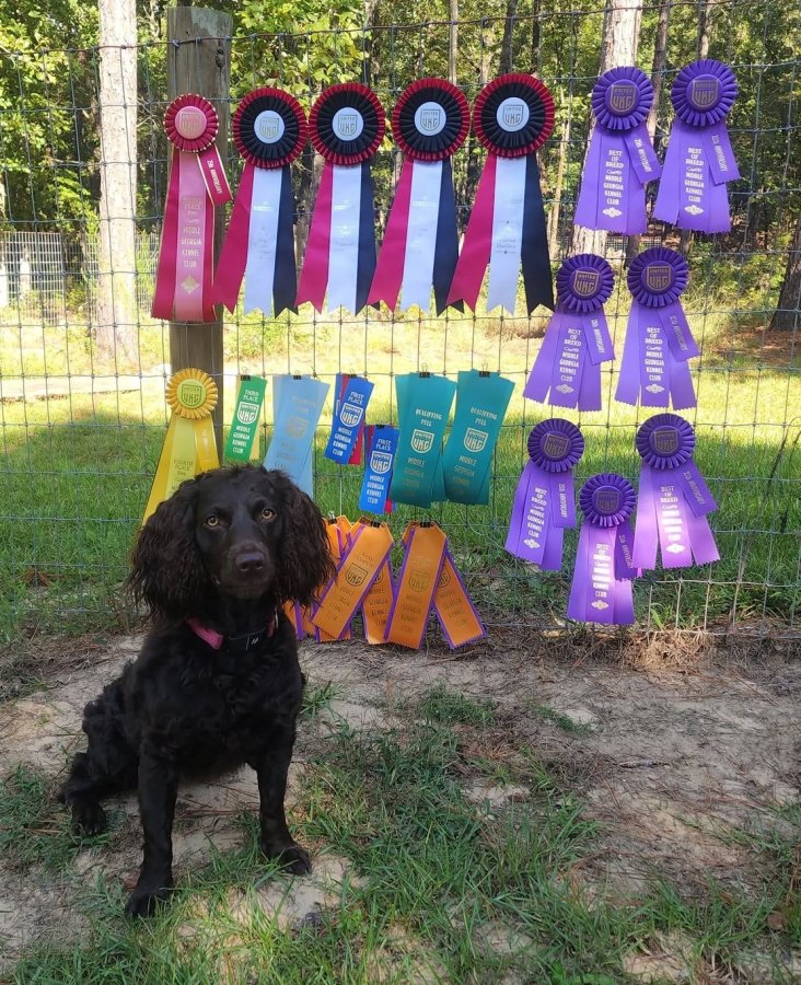 URO1 UWPCH AP RACEA GrCH Bawlistic's Why Is It Spicy SPOT-ON - Boykin Spaniel Pedigree