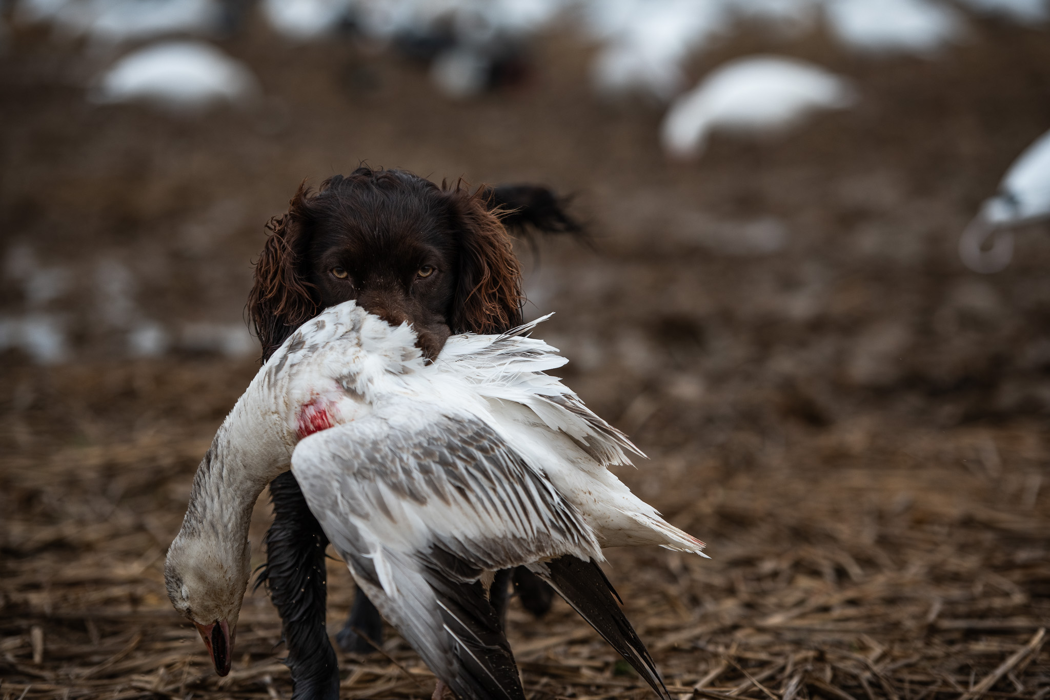 HR MTC’s True Grit - Boykin Spaniel Pedigree