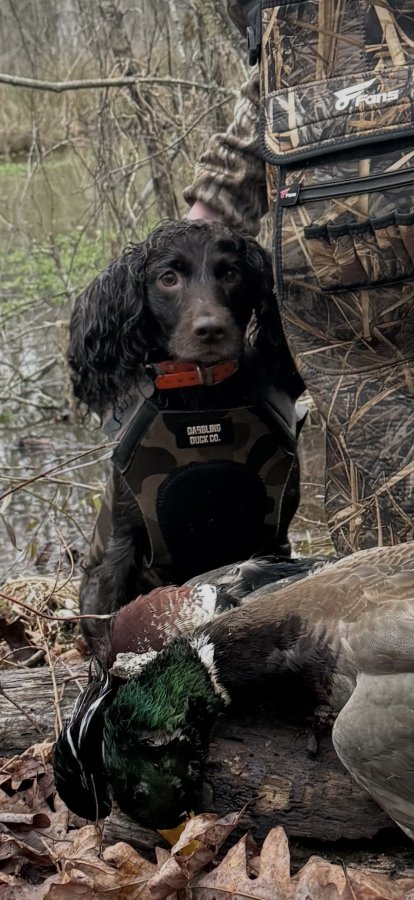 Sugar “Shug” Pie Honey Bunch - Boykin Spaniel Pedigree