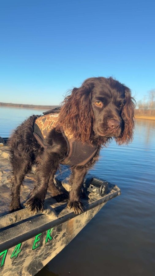 Cavern Sweet Miss Shady - Boykin Spaniel Pedigree