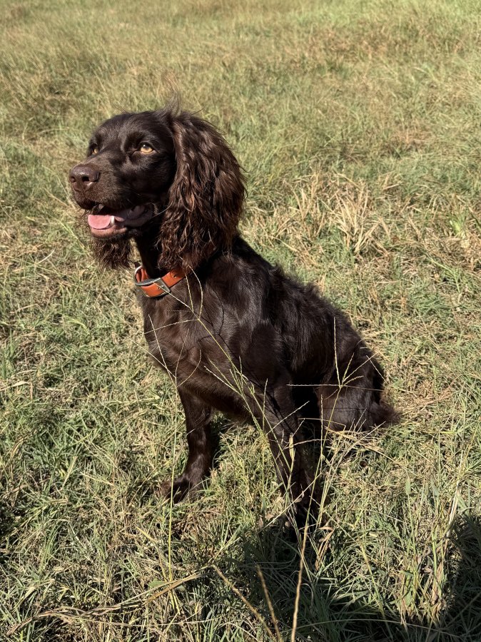 SHR Ava Leads The Way - Boykin Spaniel Pedigree