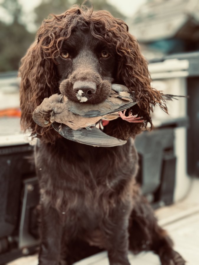 SHR Topwater’s Broken Oak - Boykin Spaniel Pedigree