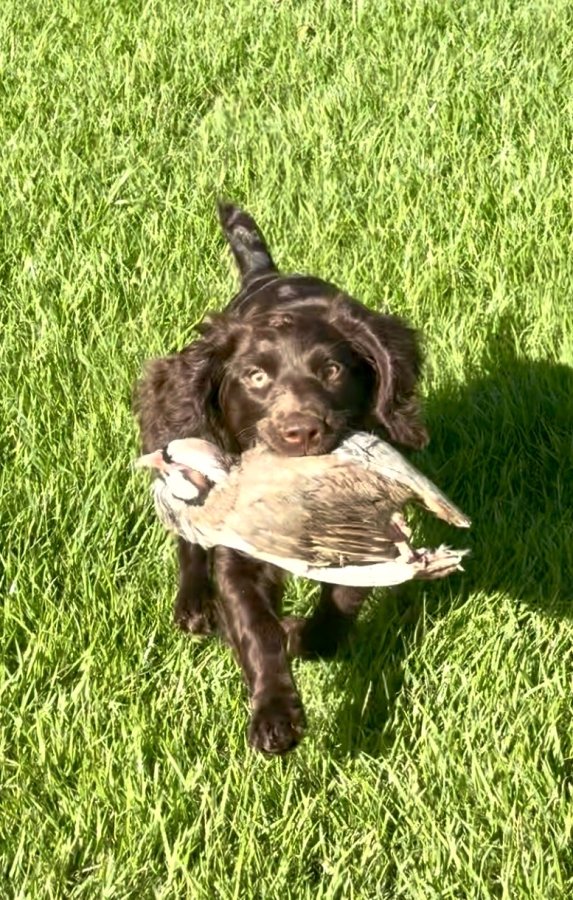 Fly High D&T The Prophet Daniel - Boykin Spaniel Pedigree