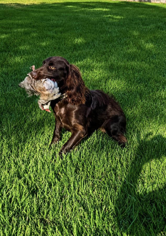 Lake Lands D&T's Lil Saint - Boykin Spaniel Pedigree