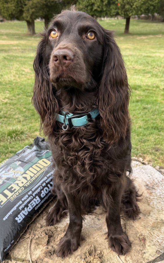 Pabs Precious Little Ruby - Boykin Spaniel Pedigree