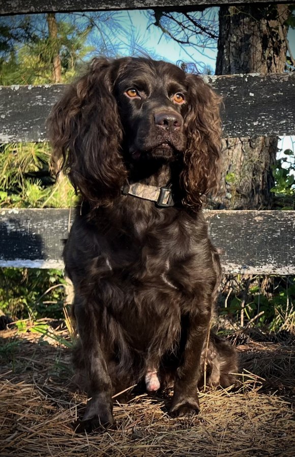  WW Farms Wild Willie Waddell  - Boykin Spaniel Sire