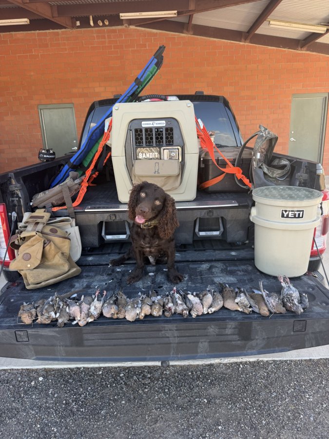 R&D's Reverend's Rowdy Son Bandit - Boykin Spaniel Pedigree