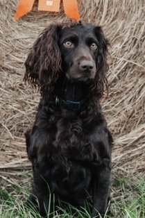  Sliding Creeks Petite Espresso JH - Boykin Spaniel Dam