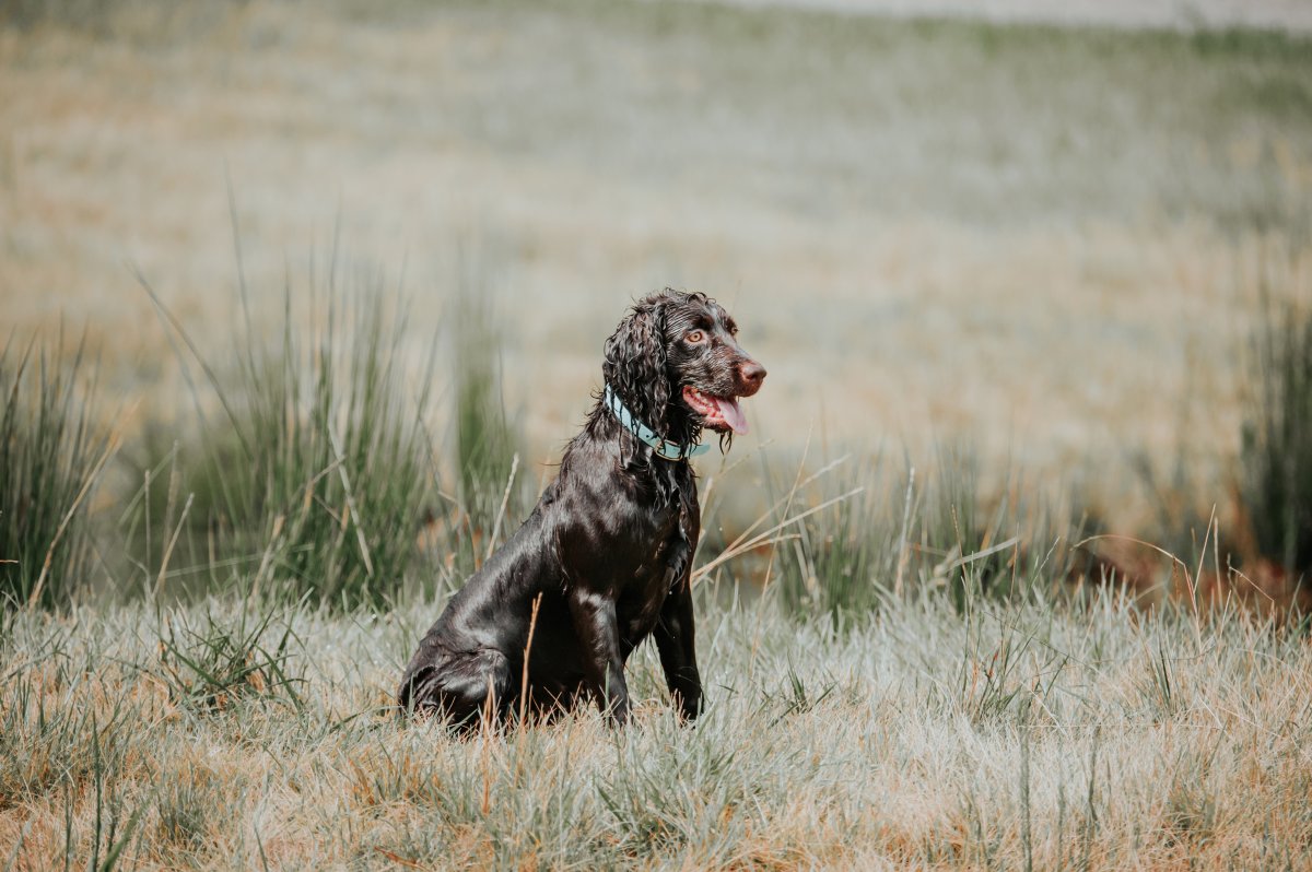 Valleyway'sgracie'slilpearl - Boykin Spaniel Pedigree