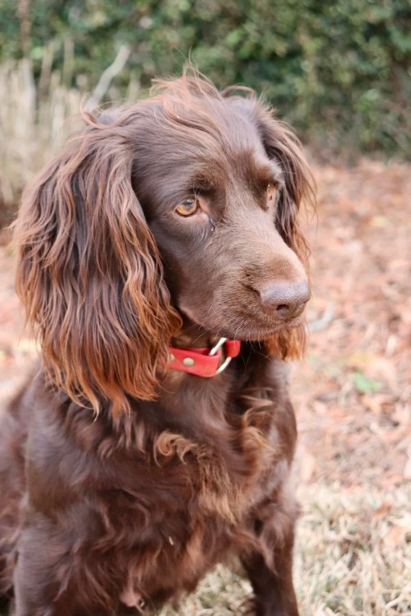 SHR Sga's Bossy Britches - Boykin Spaniel Pedigree