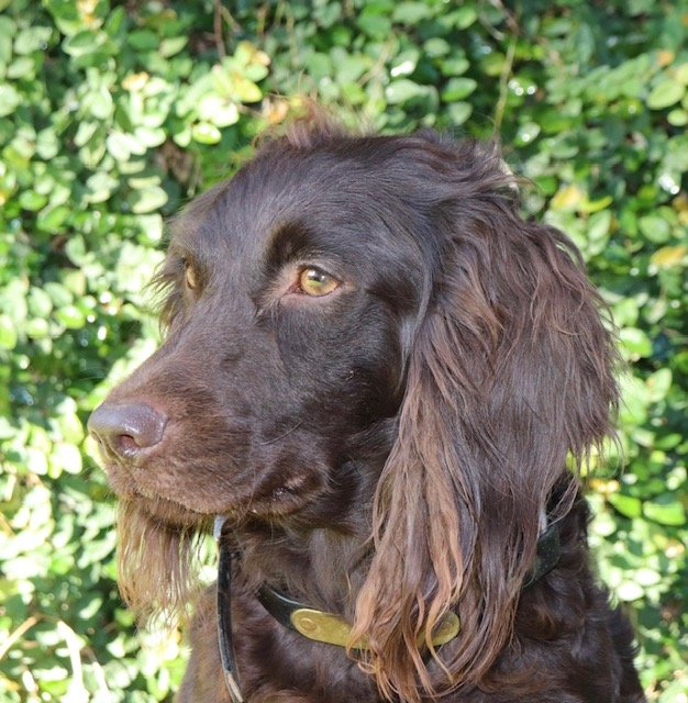 SHR Sga's Sweet Annie - Boykin Spaniel Pedigree