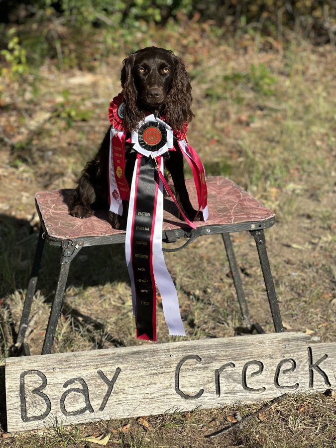 HR Peaches Peaches Peaches - Boykin Spaniel Pedigree