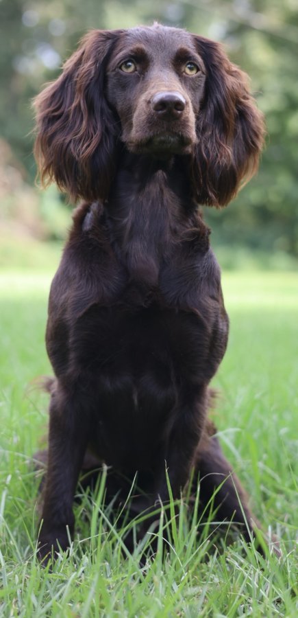 Schf Whole Lot Of Moxie - Boykin Spaniel Pedigree
